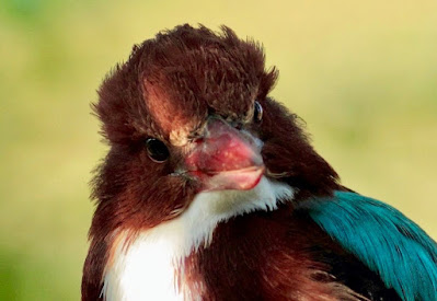 White-throated Kingfisher