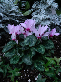 Allan Gardens Conservatory 2017 Christmas Flower Show pink cyclamens by garden muses-not another Toronto gardening blog