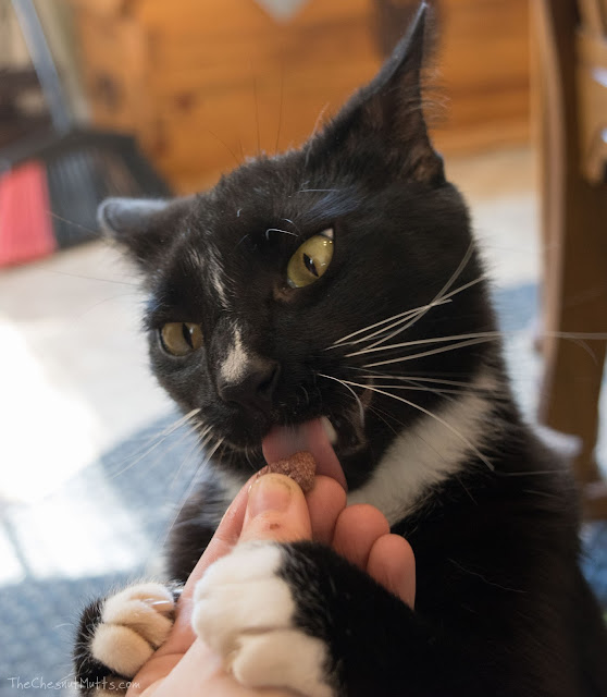 Mr. Kitty eating a rabbit cat treat