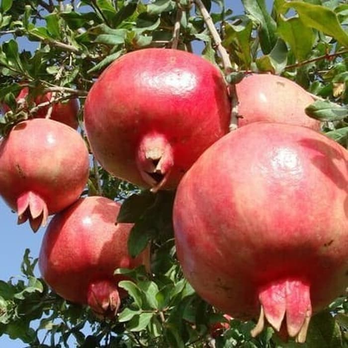 pohon delima merah banyak Banten