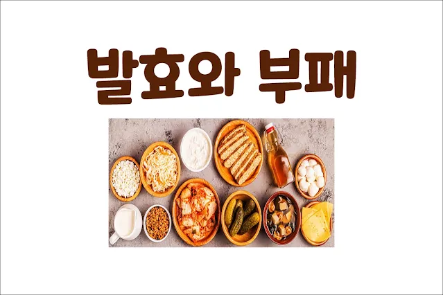 음식이-발효되는-것과-부패하는-것의-차이