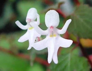 Impatiens Bequaertii