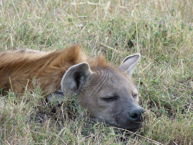 A Hyena taking a nap