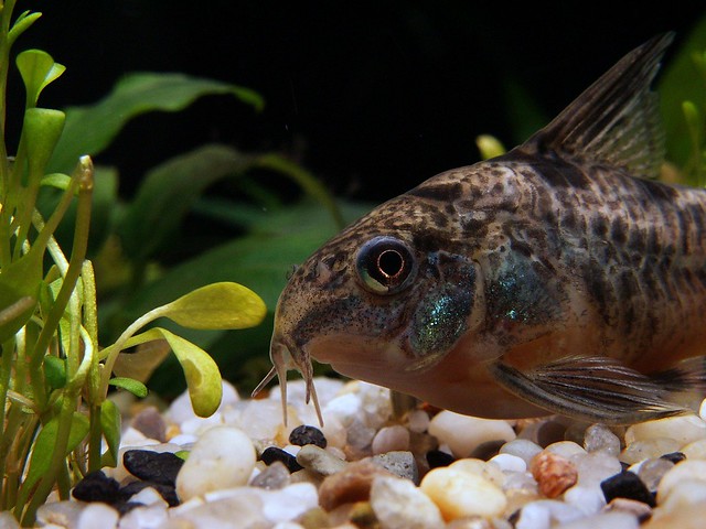 Delightful Freshwater Fish For Your Aquarium