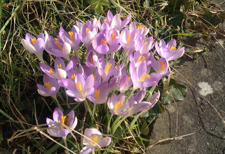 Frühblüher die der Kälte trotzen: Krokusse in verschiedenen Farben