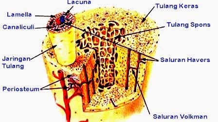Pengertian Jenis dan Ciri Ciri Tulang  Keras  Artikelsiana