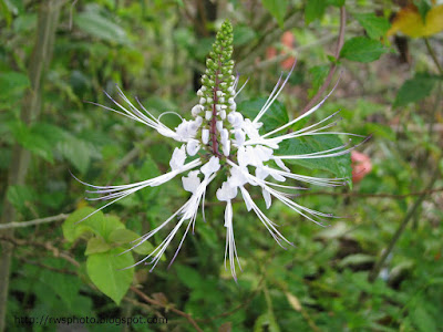 Bunga Misai Kuching - Orthosiphon stamineus