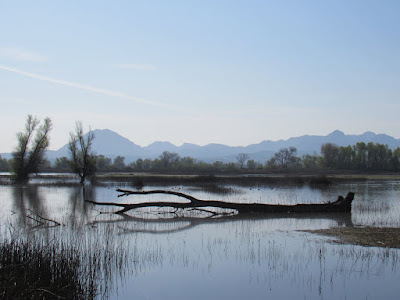 Gray Lodge Wildlife Area Northern California Nature