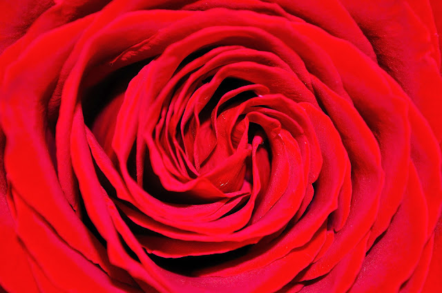 Red Rose Hd