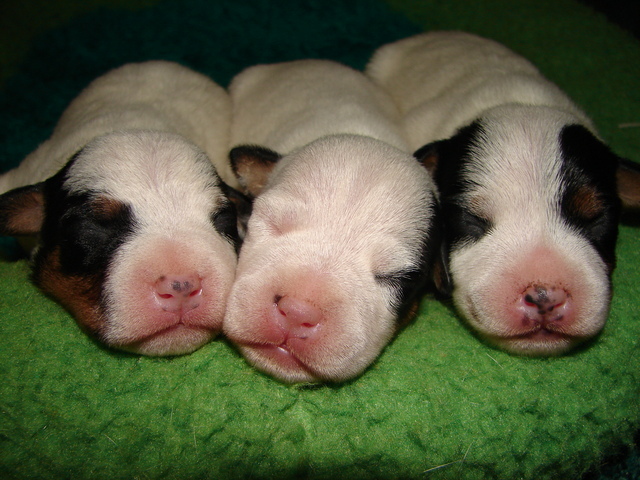 dogs and puppies together. dogs and puppies together.