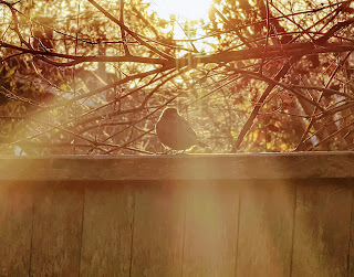 A brown bird standing on a wooden fence with the sun behind it giving the image a golden hue