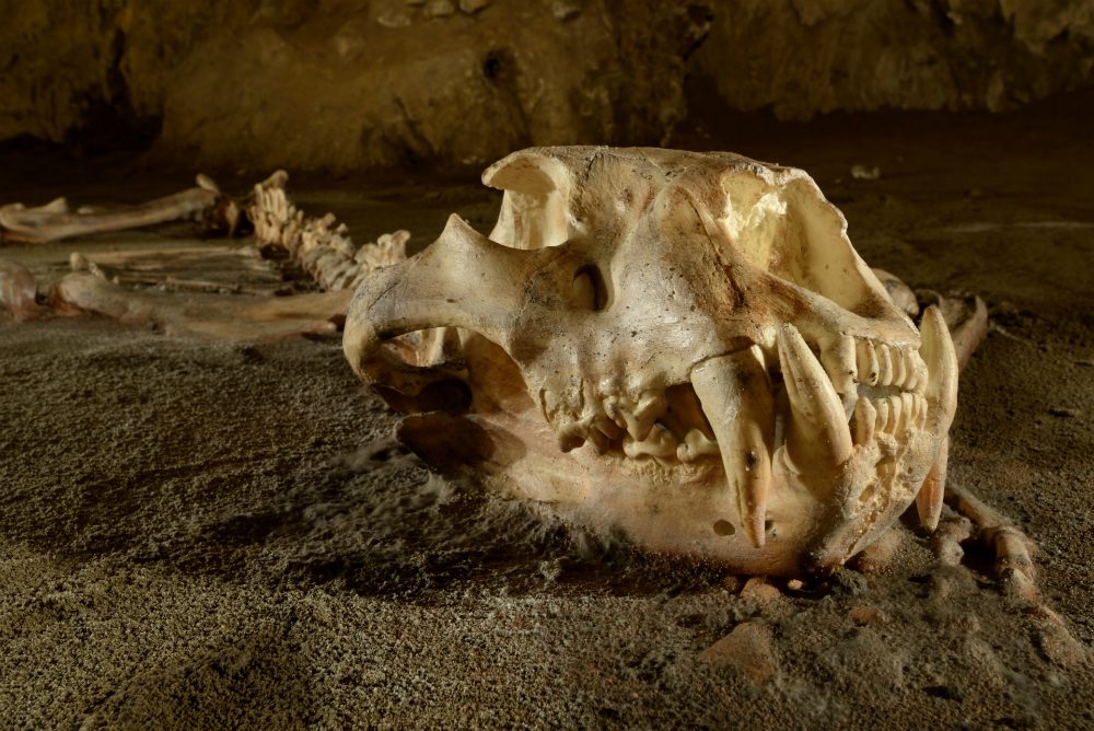 Cráneo de león cavernario europeo en las cuevas de Oñati - Arrikrutz