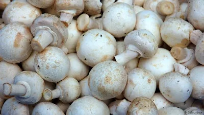 Top Mushroom Company In Guinea