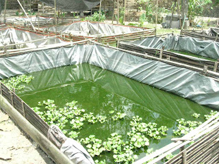 kolam lele