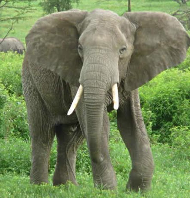 Elephant