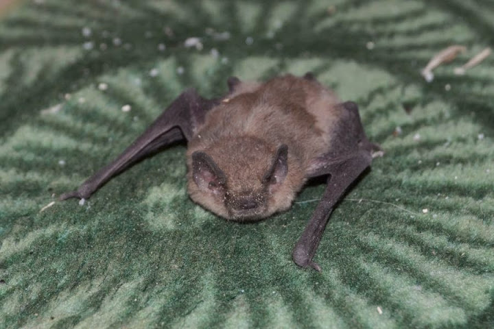 Bat