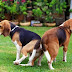 Pourquoi les chiens restent collés après l'accouplement ?,,,