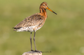 Wildlifefotografie Dümmer See Olaf Kerber Uferschnepfe