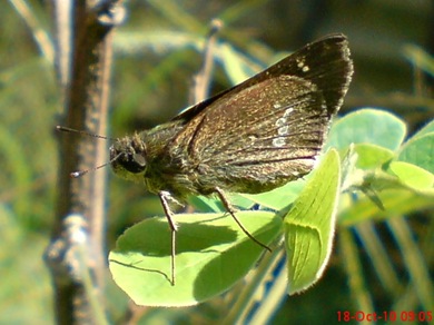 Grass-skipper Borbo cinnara 7