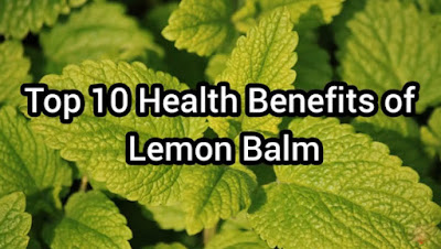 10 Amazing Lemon Balm Benefits, Uses and Medicinal Value