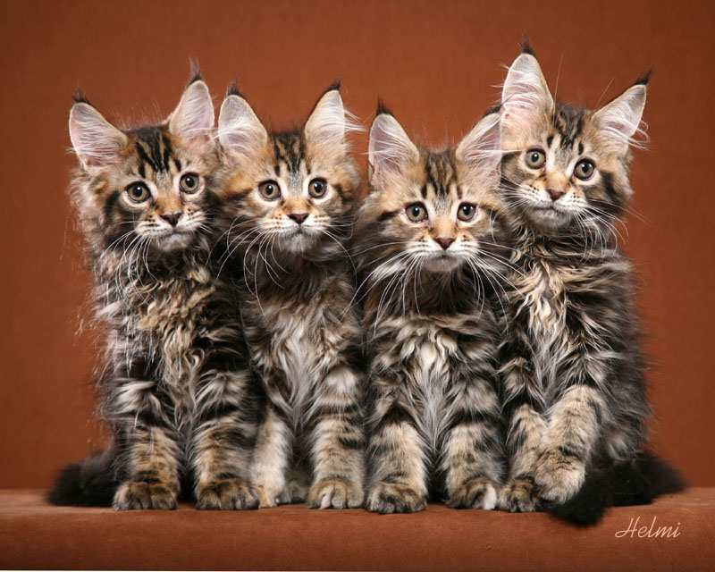 Maine Coon Cats