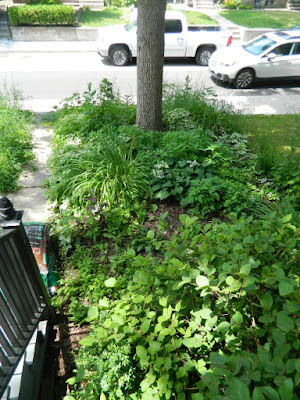 Little Italy Toronto Front Garden Cleanup before by Paul Jung Gardening Services