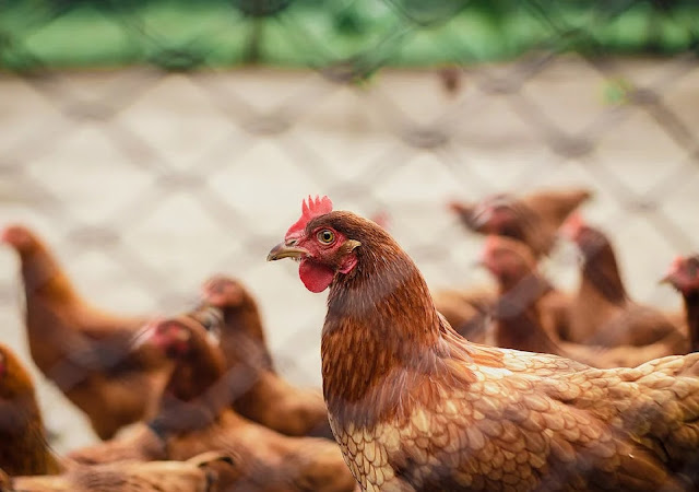 Poultry Farming in Marathi
