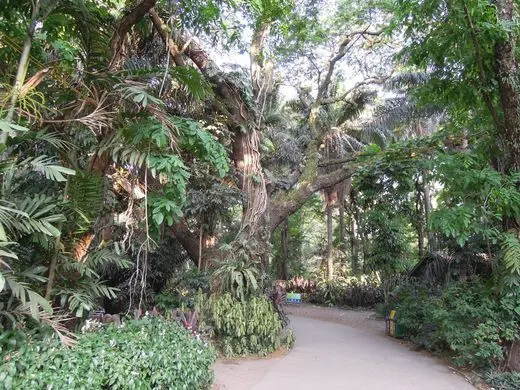 Trees at La Mesa Eco Park in Quezon City