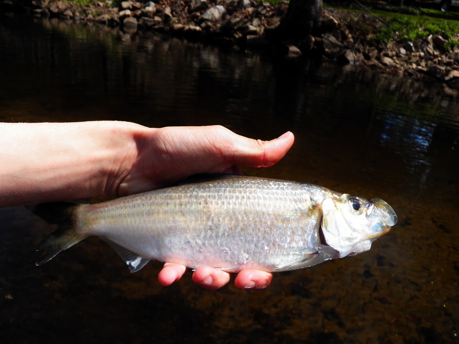 Connecticut Fly Angler: Shad and Herring