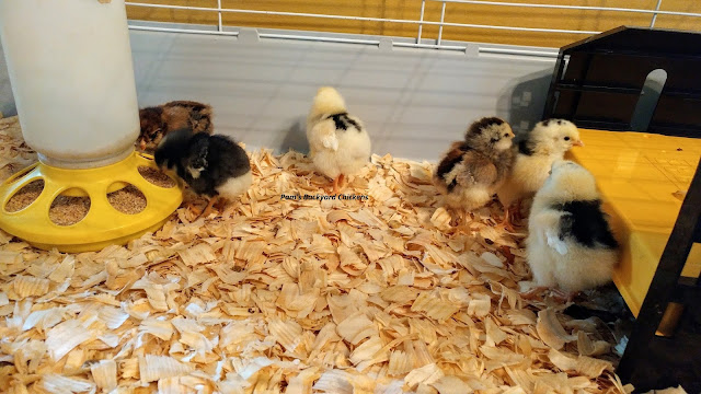 If you’ve never raised a flock before, or need a quick refresher, here's a quick guide to raising baby chickens for beginners.