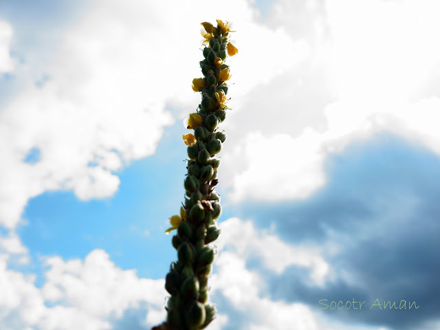 Verbascum thapsus