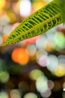 colorful croton leaves on bokeh background