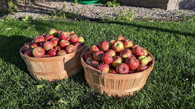 Apple Harvest in Baskets