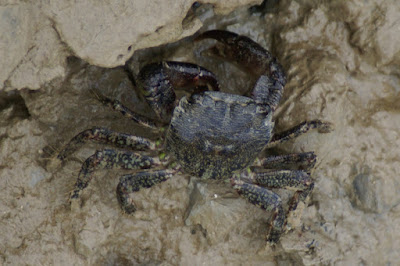 Gemarmerde Krab - Pachygrapsus marmoratus