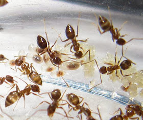 Worker ants of Nylanderia sp
