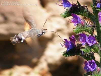 http://www.biodiversidadvirtual.org/insectarium/Macroglossum-stellatarum-img567520.html