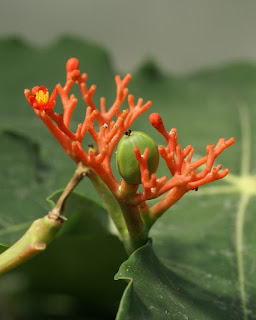 Arbre corail - Jatropha podagrica - Baobab nain - Fleur de Corail