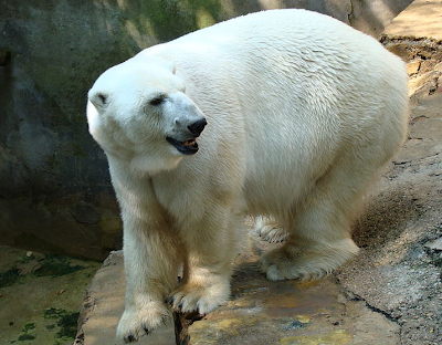 Kaunas zoo park