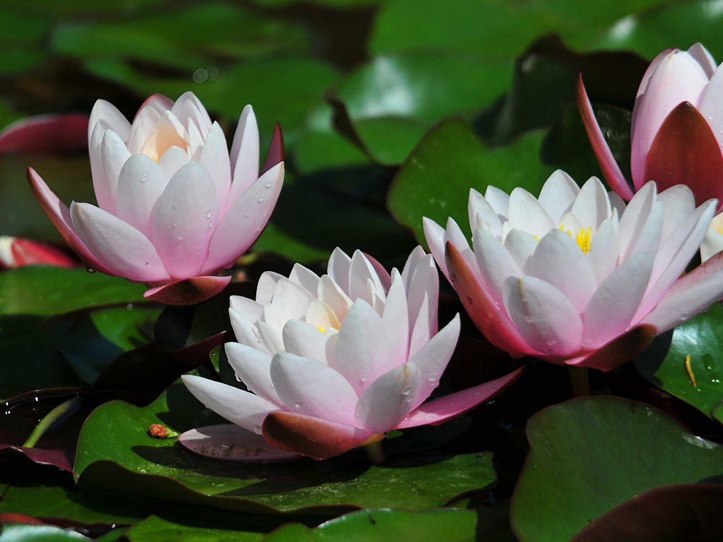 Flor De Lotus  Beautiful Scenery Photography