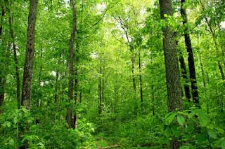 Deciduous Forests in India