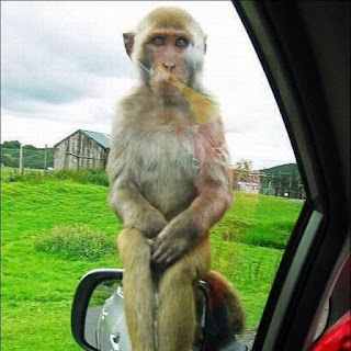 funny monkey pictures with captions