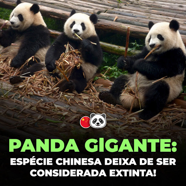 Panda: Espécie Chinesa deixa de ser considerada extinta!