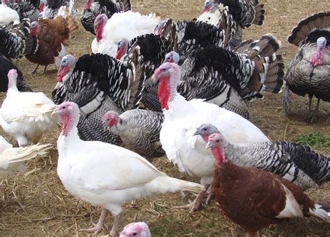 How to Start Turkey Farming Business