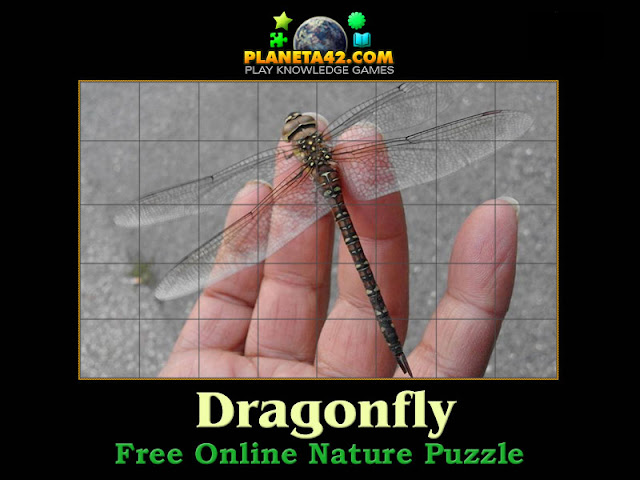 Dragonfly Puzzle