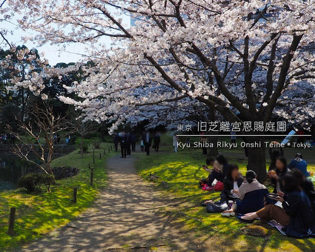 旧芝離宮恩賜庭園の桜 ひとり旅が好きな女のブログ