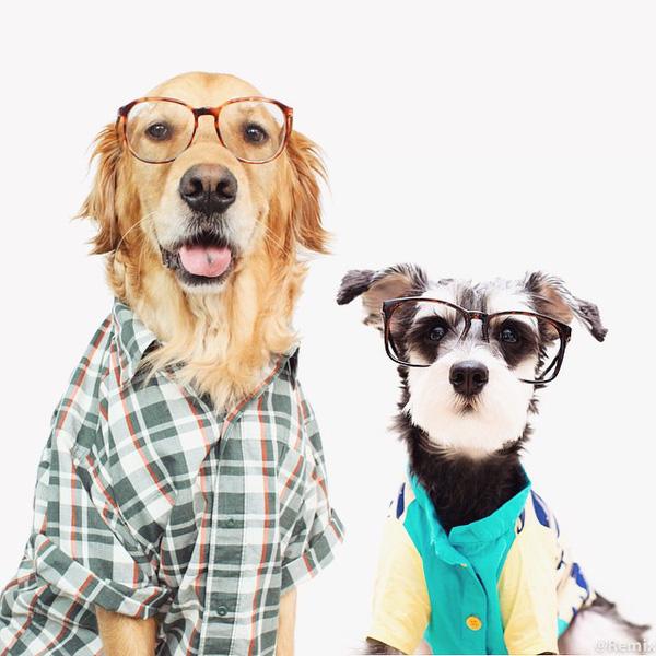 20 em chó có phong cách thời trang "chất chơi người dơi" hơn cả bạn