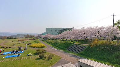 石川さくら堤(富田林市)