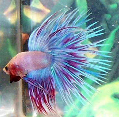 Betta Fish