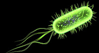 bakteri e. coli, eccoli, E. coli, bahaya bakteri e. coli, gambar bakteri E. coli