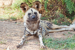 African Wild Dog